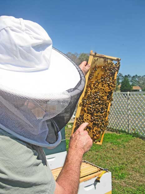 Chappie McChesney displays a small portion of his collection of honey bees